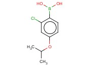 2-氯-4-异丙基苯硼酸