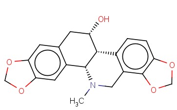 <span class='lighter'>STYLOPHORINE</span>